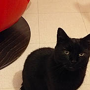 Loulou a rejoint le concours — aidez-le/la à gagner de superbes lots ! black_cat, cat, indoor, floor, tile_floor, pet, animal, feline, sitting, tail, ears, whiskers, red_chair, furniture, domestic_animal, looking_up, cute, mammal, companion, household