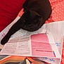 Loulou a rejoint le concours — aidez-le/la à gagner de superbes lots ! black_cat, cat, bed, orange_bedding, red_bedding, papers, booklet, paw, stretching, relaxed, indoor, feline, pet, cozy, study_material, writing, notebook, text, resting, animal