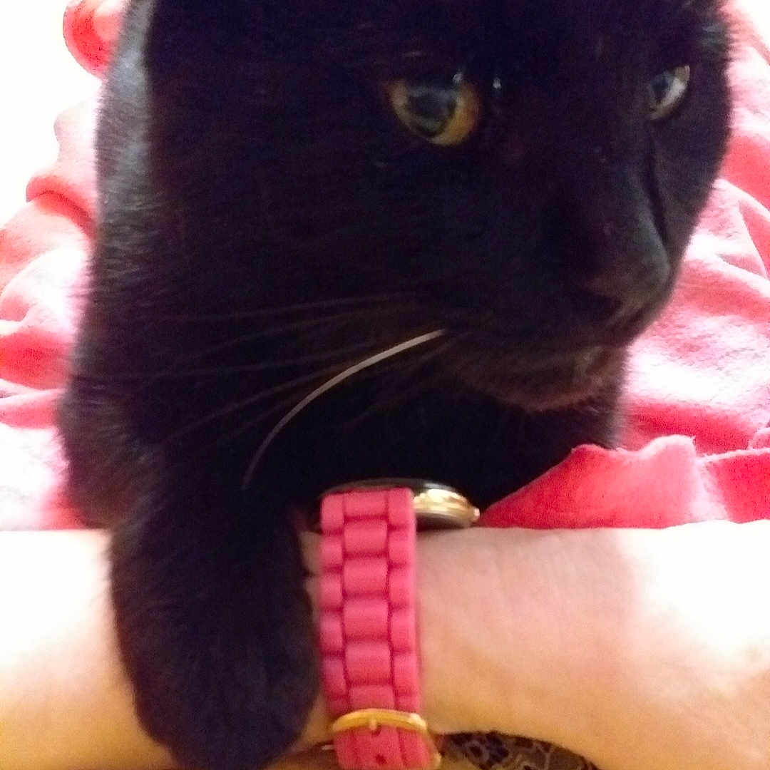 Loulou participe au concours pour gagner de l'argent avec cette photo : animal, black_cat, cat, close_up, companionship, curious, cute, domestic_cat, feline, fur, indoor, paw, person, pet, pink_clothing, pink_watch_strap, resting, watch, whiskers, wrist