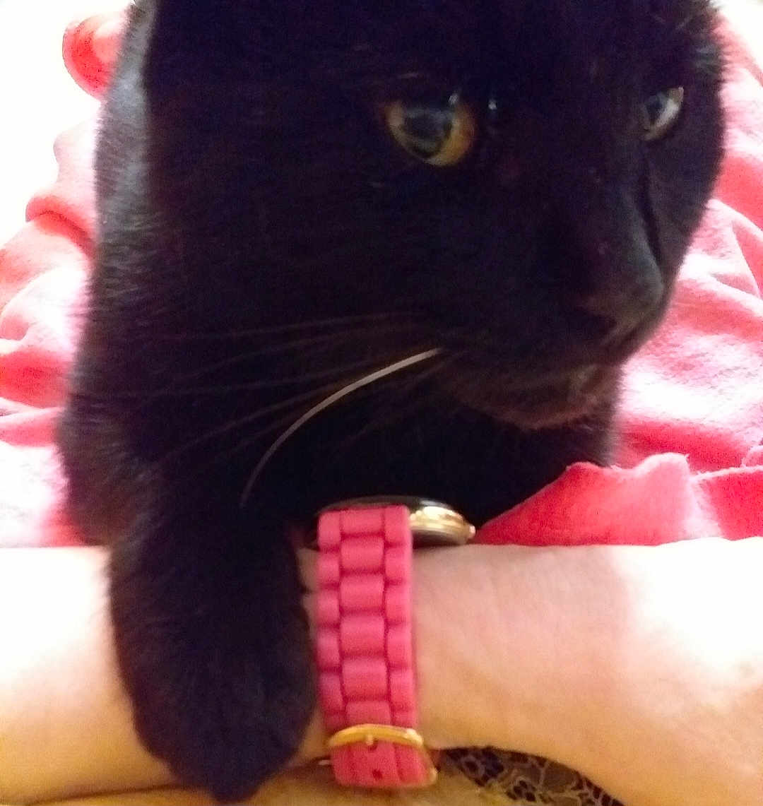 Loulou participe au concours pour gagner de l'argent avec cette photo : black_cat, cat, pet, paw, watch, pink_watch_strap, wrist, person, pink_clothing, close_up, animal, feline, resting, indoor, cute, whiskers, fur, curious, domestic_cat, companionship