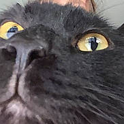 Prince Lune is registered to the contest to win money with this photo: cat, black_cat, fluffy, fur, golden_eyes, close_up, animal, pet, whiskers, nose, face, portrait, indoor, curious, startled, dramatic, feline, soft_background, head, photograph