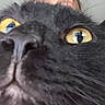 cat, black_cat, fluffy, fur, golden_eyes, close_up, animal, pet, whiskers, nose, face, portrait, indoor, curious, startled, dramatic, feline, soft_background, head, photograph