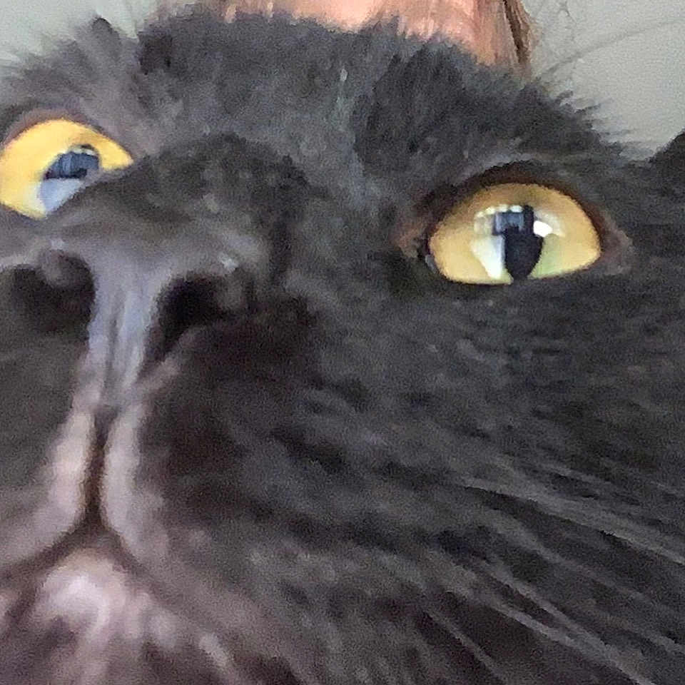Prince Lune is registered to the contest to win money with this photo: cat, black_cat, fluffy, fur, golden_eyes, close_up, animal, pet, whiskers, nose, face, portrait, indoor, curious, startled, dramatic, feline, soft_background, head, photograph