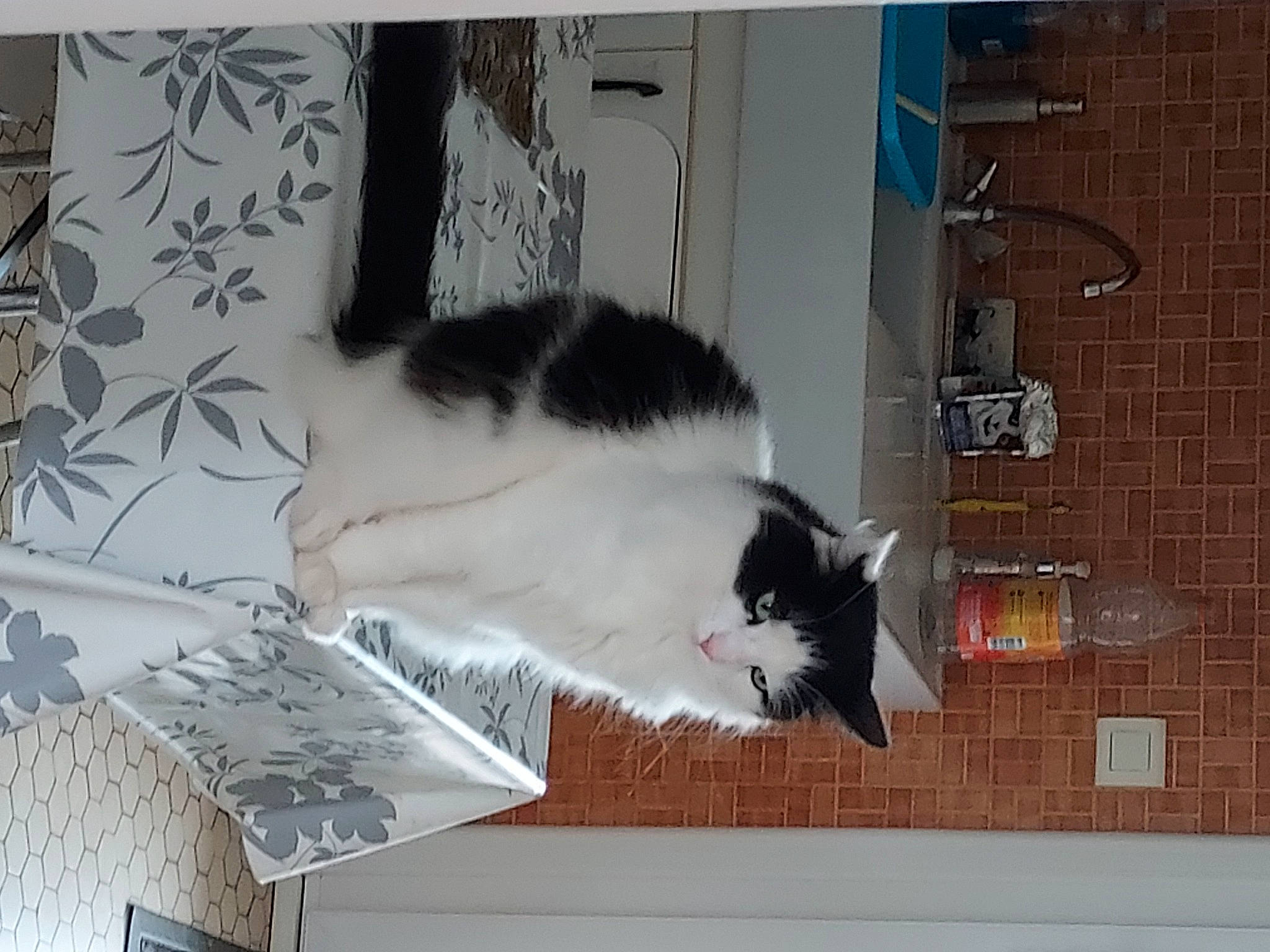 Mignon a rejoint le concours — aidez-le/la à gagner de superbes lots ! canidae, carnivore, cat, domestic_short_haired_cat, door, felidae, floor, flooring, fur, grey, hardwood, room, small_to_medium_sized_cats, snout, tail, tints_and_shades, tree, whiskers, window, wood