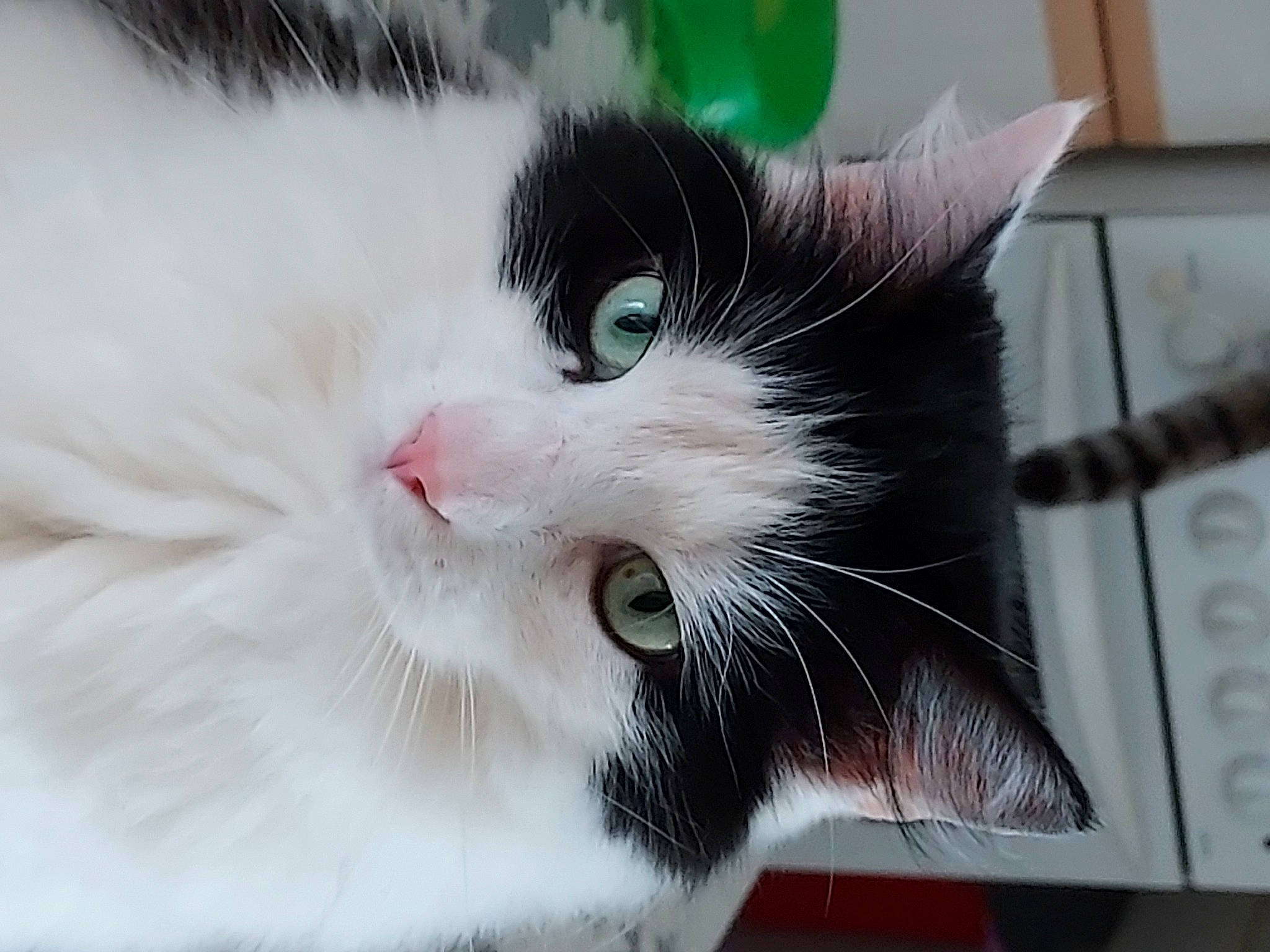 Mignon a rejoint le concours — aidez-le/la à gagner de superbes lots ! carnivore, cat, claw, comfort, domestic_short_haired_cat, felidae, fur, iris, nose, paw, small_to_medium_sized_cats, snout, tail, whiskers, window