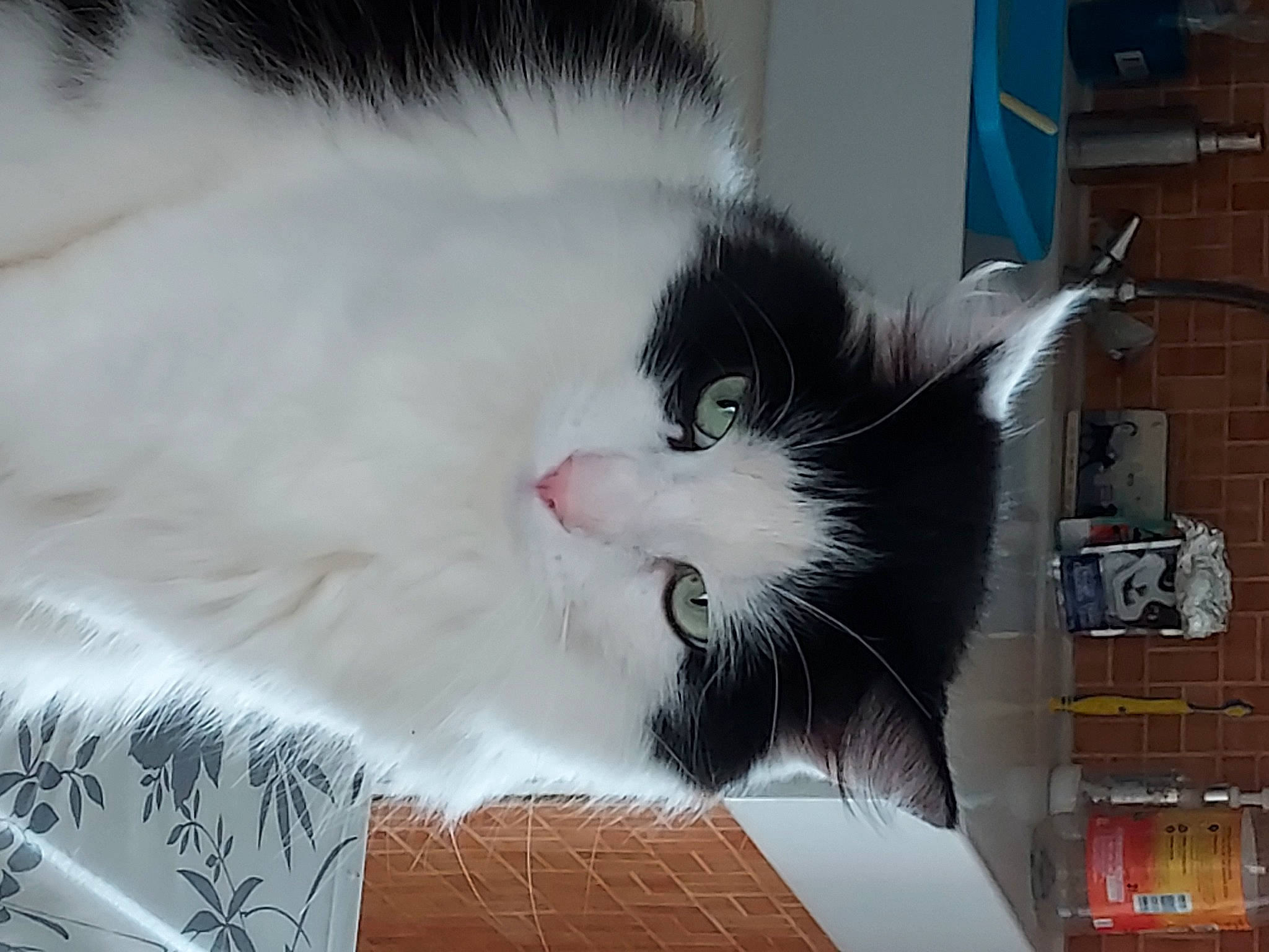 Mignon a rejoint le concours — aidez-le/la à gagner de superbes lots ! carnivore, cat, claw, comfort, domestic_short_haired_cat, fang, felidae, fur, paw, small_to_medium_sized_cats, snout, tail, terrestrial_animal, whiskers, window