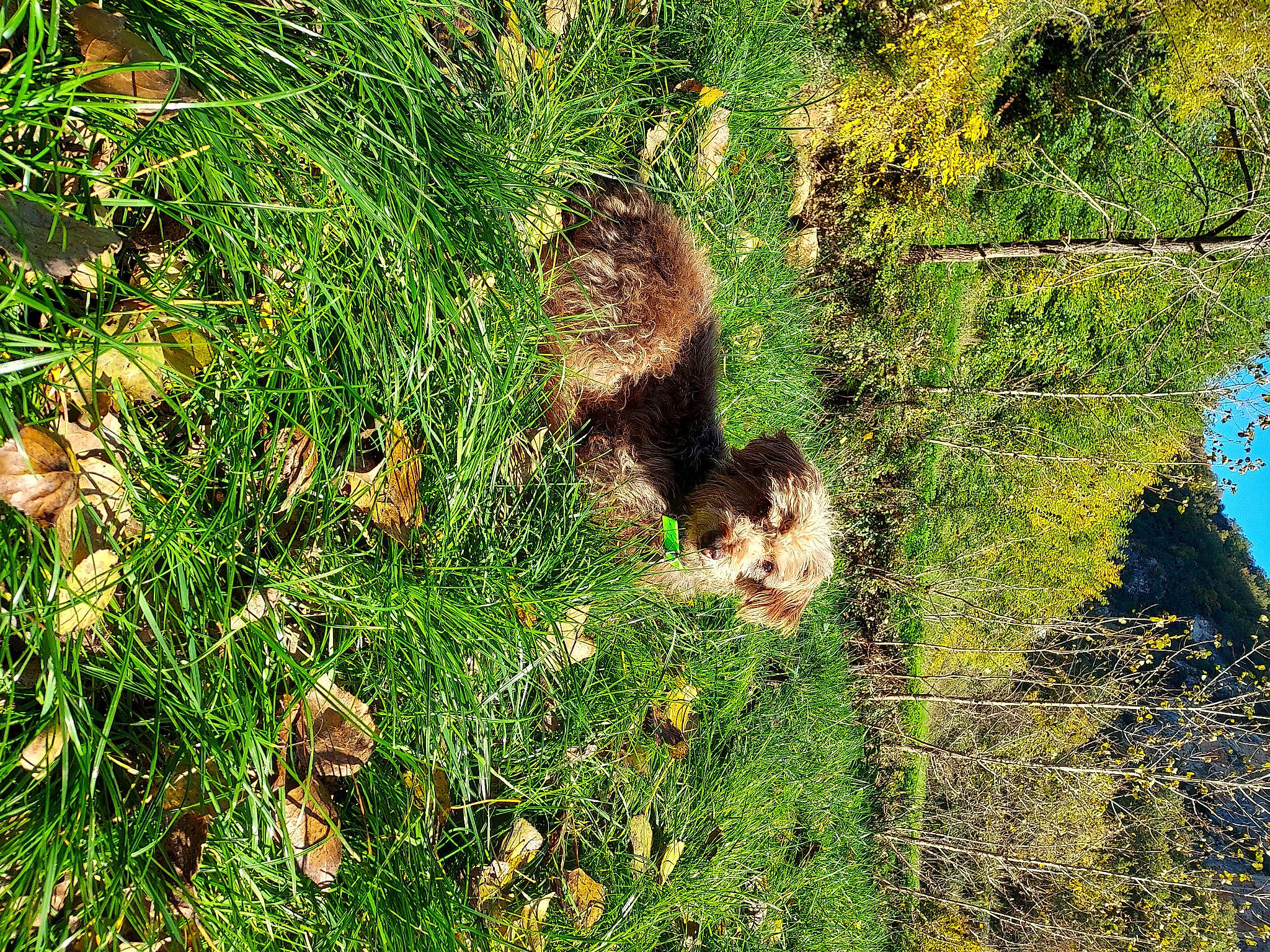 Zen participe au concours pour gagner de l'argent avec cette photo : carnivore, conifer, evergreen, fur, grass, groundcover, mammal, moss, natural_landscape, non_vascular_land_plant, plant, rodent, shrub, soil, tail, terrestrial_animal, terrestrial_plant, trunk, vertebrate, wildlife