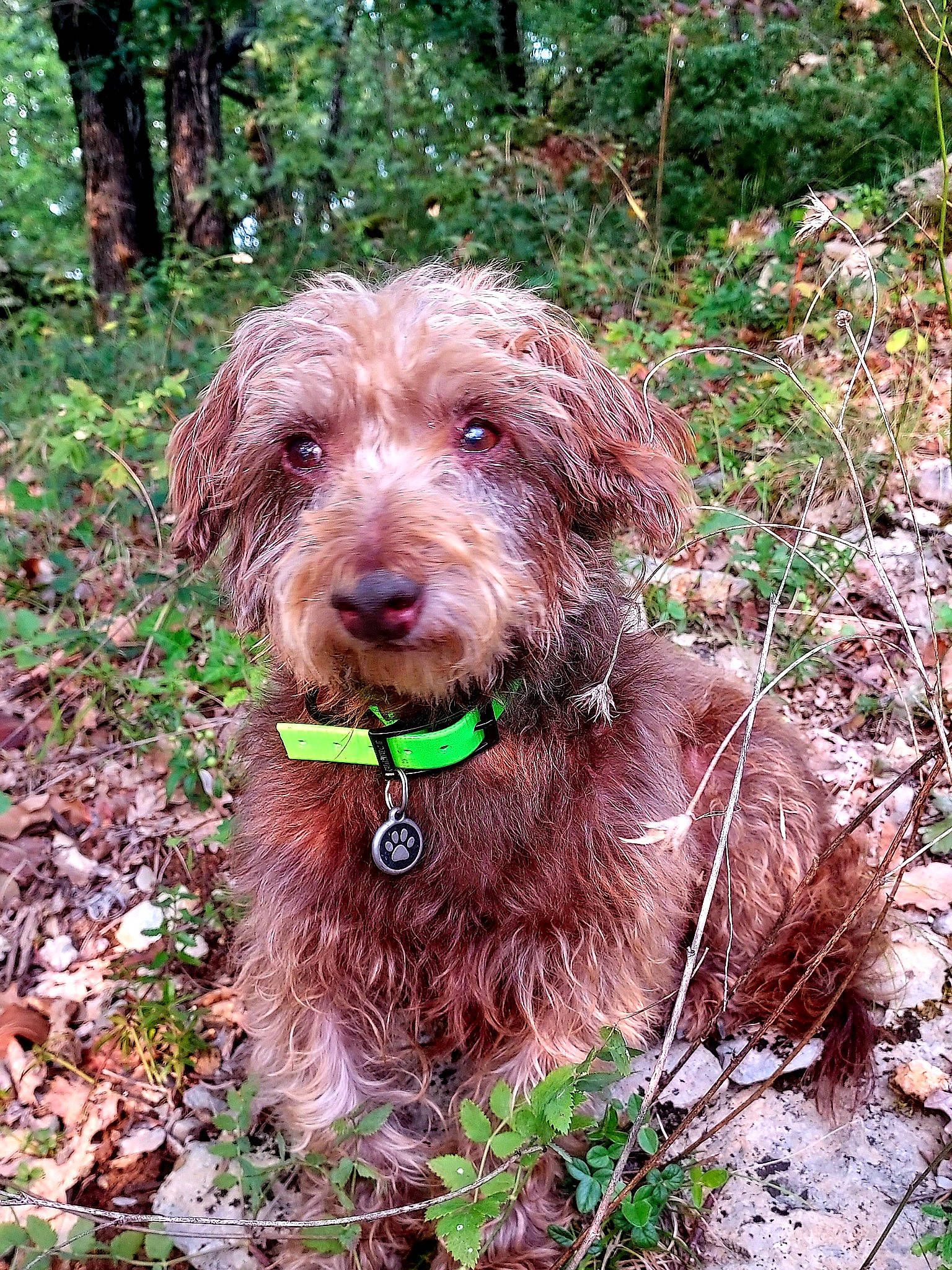 Zen participe au concours pour gagner de l'argent avec cette photo : canidae, carnivore, companion_dog, dog, dog_breed, dog_collar, fawn, hunting_dog, liver, plant, pointing_breed, pudelpointer, retriever, snout, sporting_group, terrestrial_animal, terrier, tree, water_dog, working_animal