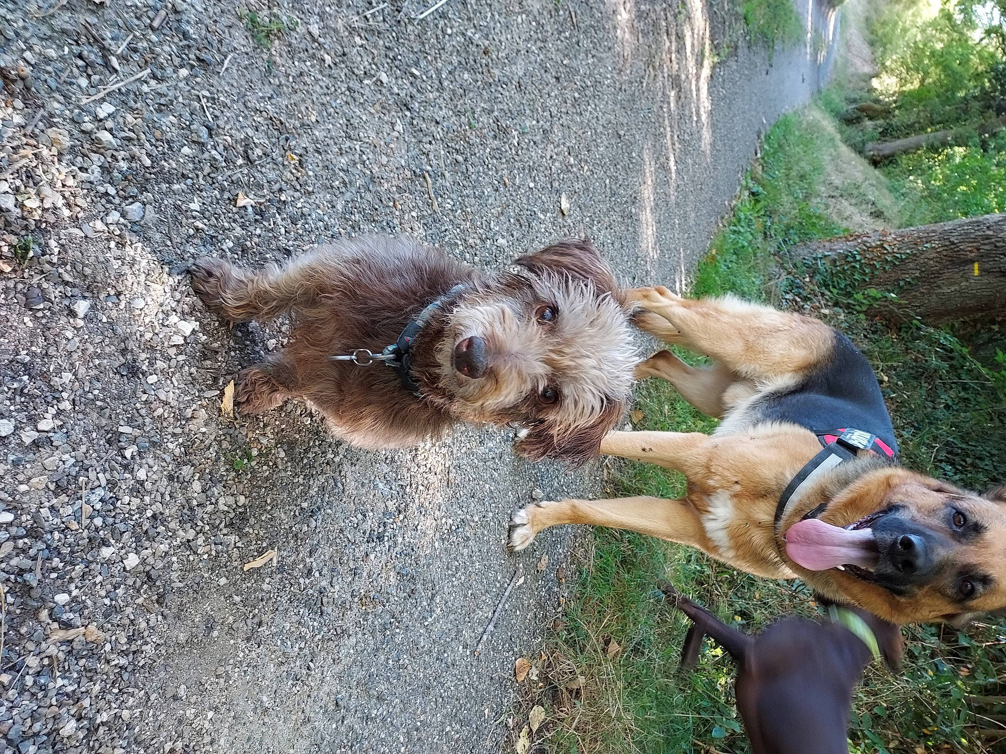 Zen a rejoint le concours — aidez-le/la à gagner de superbes lots ! asphalt, canidae, carnivore, companion_dog, dog, dog_breed, dog_supply, fawn, grass, pet_supply, plant, road_surface, small_terrier, soil, sporting_group, tail, terrestrial_animal, terrier, welsh_terrier, working_animal