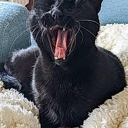 Minuit participe au concours pour gagner de l'argent avec cette photo : black_cat, cat, yawning, teeth, tongue, whiskers, fur, pet, animal, indoor, blanket, cozy, couch, furniture, relaxing, closeup, mouth_open, sleepy, resting, domestic_cat