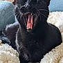 black_cat, cat, yawning, teeth, tongue, whiskers, fur, pet, animal, indoor, blanket, cozy, couch, furniture, relaxing, closeup, mouth_open, sleepy, resting, domestic_cat