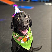 Cleo joined the competition — help win amazing prizes! dog, black_labrador, party_hat, bandana, green_bandana, fox_design, flower_design, happy, sitting, indoor, pet, animal, canine, tongue_out, celebration, blurred_background, floor, agility_equipment, cute, portrait
