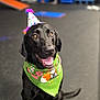 dog, black_labrador, party_hat, bandana, green_bandana, fox_design, flower_design, happy, sitting, indoor, pet, animal, canine, tongue_out, celebration, blurred_background, floor, agility_equipment, cute, portrait