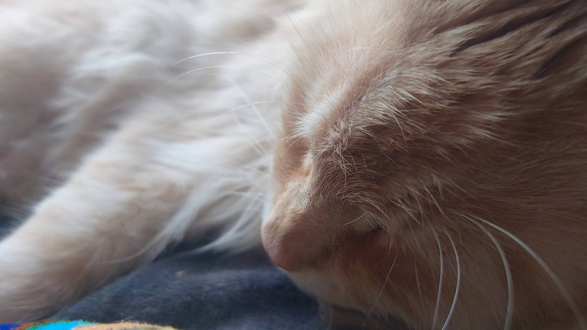 Hagrid is registered to the contest to win money with this photo: carnivore, cat, close_up, cloud, comfort, eye, fawn, felidae, flooring, fur, macro_photography, paw, small_to_medium_sized_cats, snout, tail, terrestrial_animal, whiskers