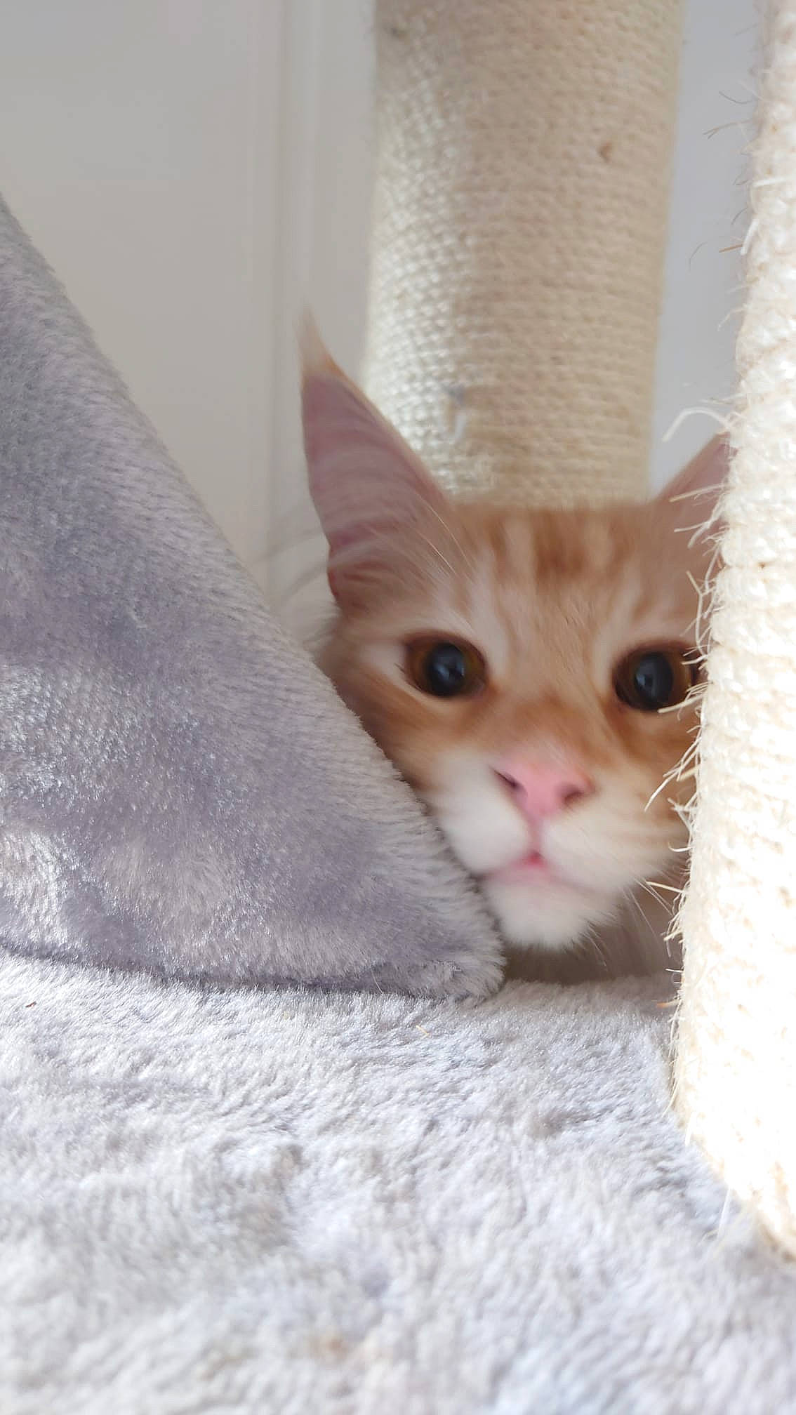 Hagrid is registered to the contest to win money with this photo: carnivore, cat, cat_bed, cat_supply, claw, comfort, domestic_short_haired_cat, eye, fawn, felidae, fur, linens, paw, room, small_to_medium_sized_cats, snout, tail, thread, whiskers, wood