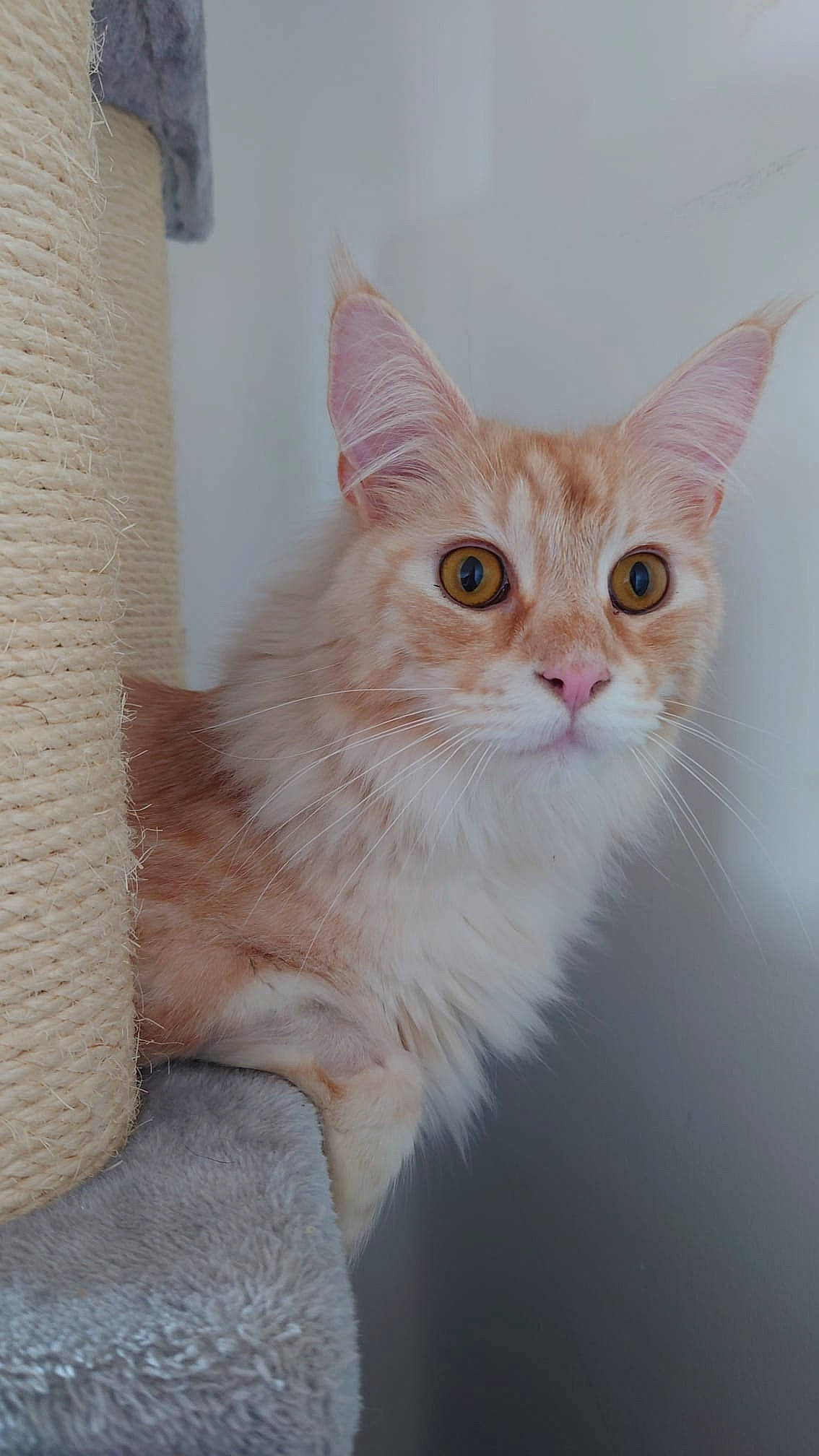 Hagrid is registered to the contest to win money with this photo: carnivore, cat, domestic_short_haired_cat, eye, fawn, felidae, fur, head, peach, small_to_medium_sized_cats, snout, tail, whiskers, window, wood