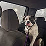 dog, car_interior, seat, window, foggy_window, leash, collar, pet, animal, canine, backseat, headrest, restraint, indoor, transportation, vehicle, sitting, looking, white, black