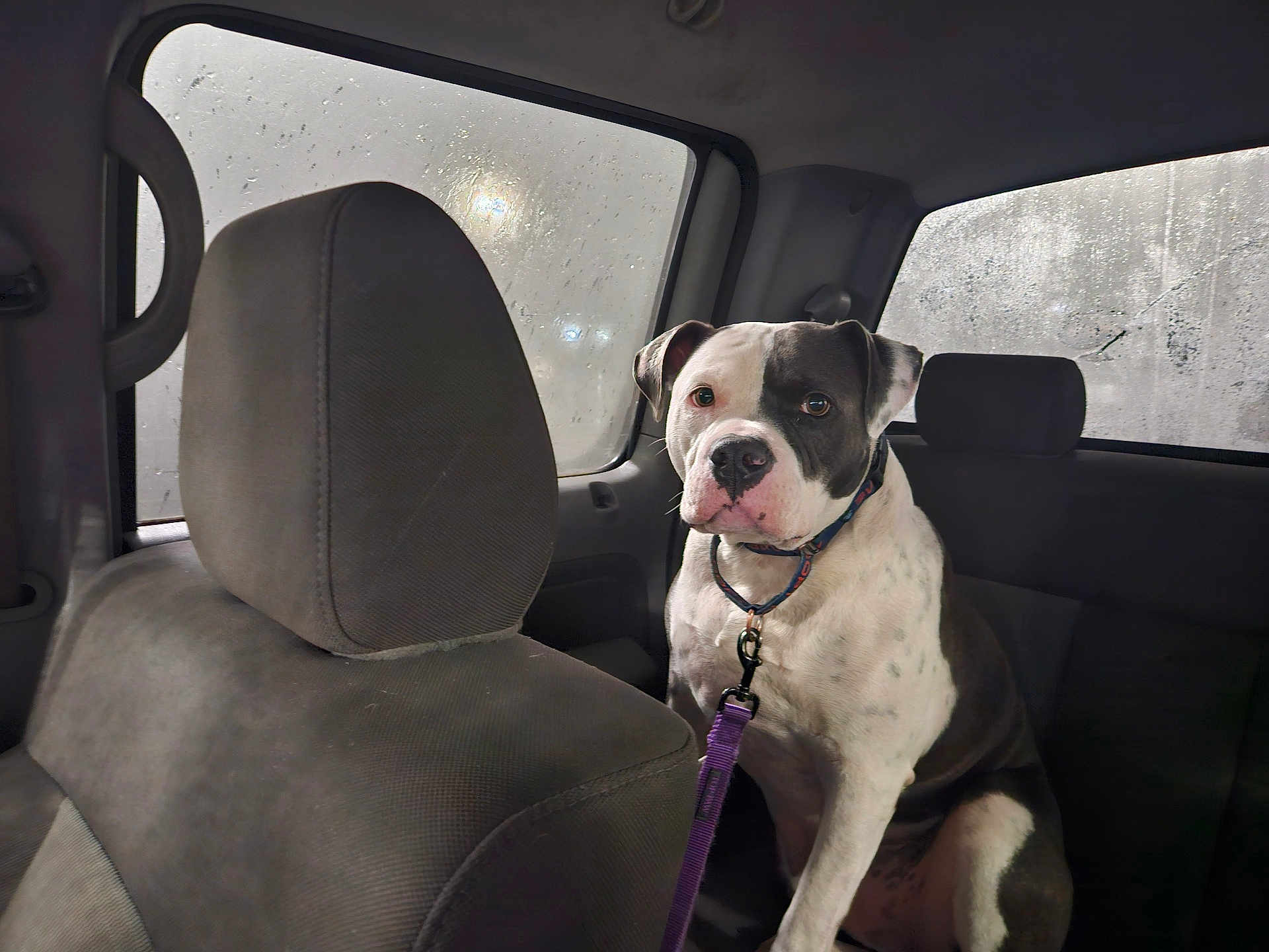 Mikey is registered to the contest to win money with this photo: dog, car_interior, seat, window, foggy_window, leash, collar, pet, animal, canine, backseat, headrest, restraint, indoor, transportation, vehicle, sitting, looking, white, black