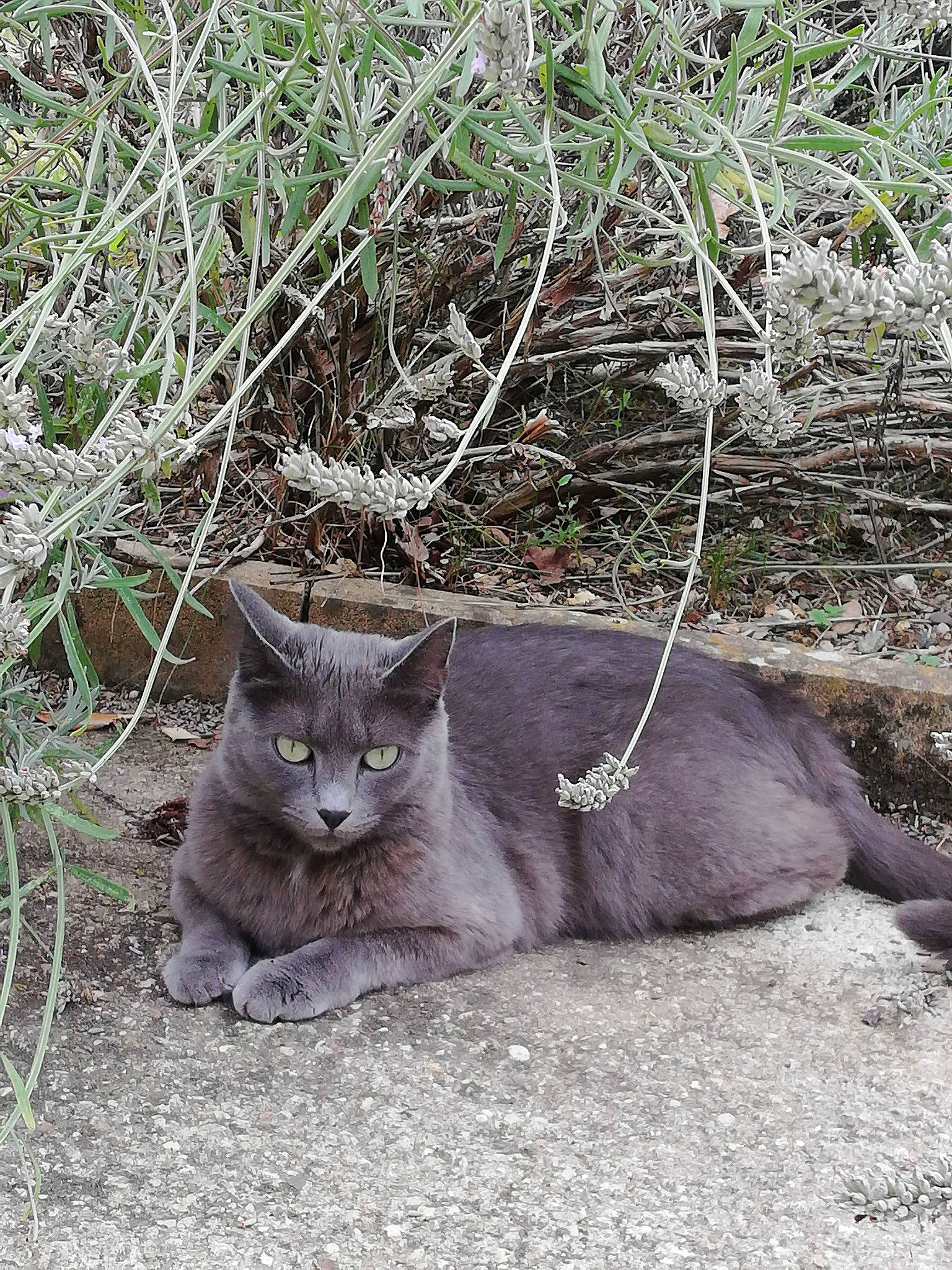 Choupette a rejoint le concours — aidez-le/la à gagner de superbes lots ! asian, british_shorthair, carnivore, cat, chartreux, domestic_short_haired_cat, european_shorthair, felidae, grass, nebelung, plant, russian_blue, small_to_medium_sized_cats, tail, whiskers, wild_cat, wildlife