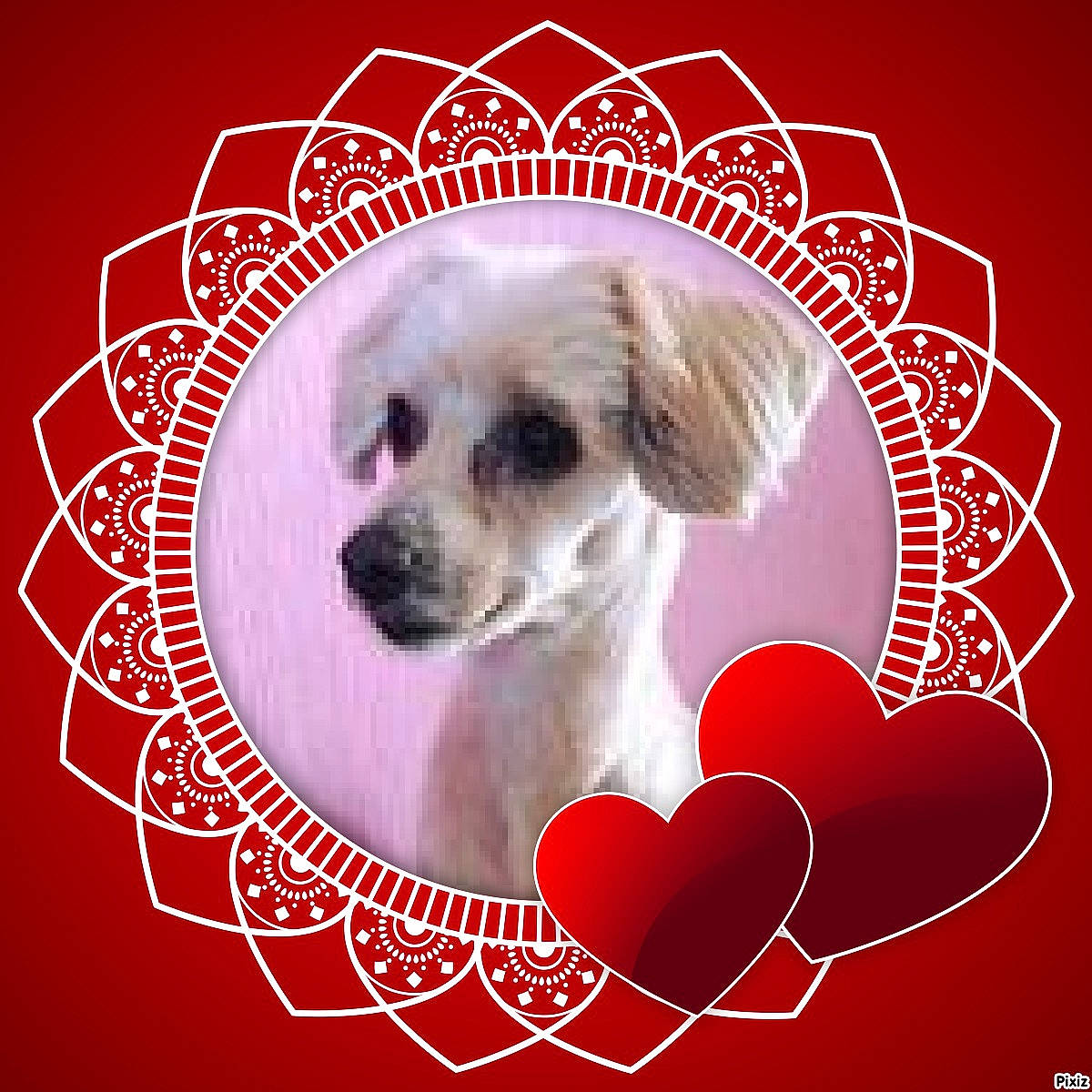 Fifi participe au concours pour gagner de l'argent avec cette photo : canidae, carnivore, companion_dog, dog, dog_breed, dog_supply, fawn, font, fur, graphics, happy, pattern, pet_supply, photo_caption, pink, rectangle, snout, sporting_group, toy_dog, whiskers