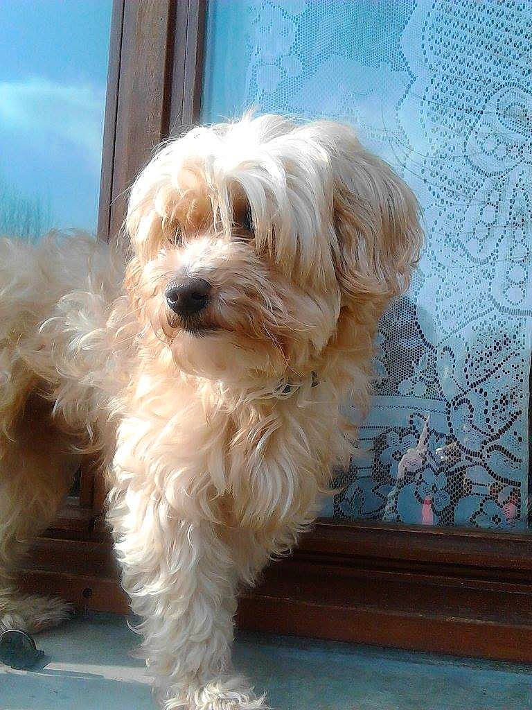 Fifi a rejoint le concours — aidez-le/la à gagner de superbes lots ! canidae, carnivore, companion_dog, dog, dog_breed, fur, maltepoo, natural_material, non_sporting_group, small_terrier, snout, sporting_group, terrier, toy_dog, water_dog, wood, working_animal, yorkipoo