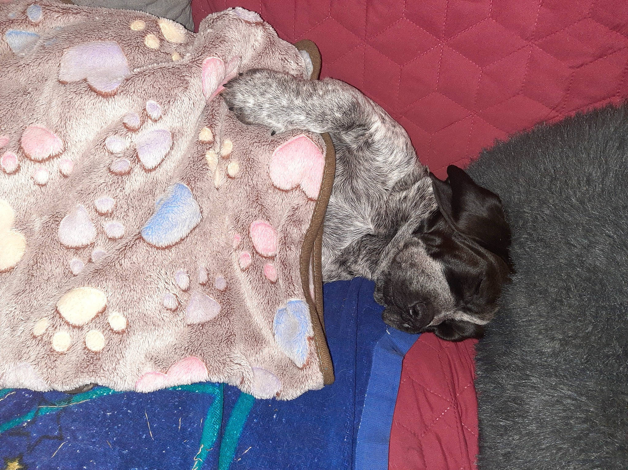 Talia participe au concours pour gagner de l'argent avec cette photo : art, carnivore, cat, comfort, electric_blue, embellishment, fashion_accessory, feather, felidae, flooring, fur, grey, linens, motif, natural_material, pattern, petal, sleeve, tail, wool