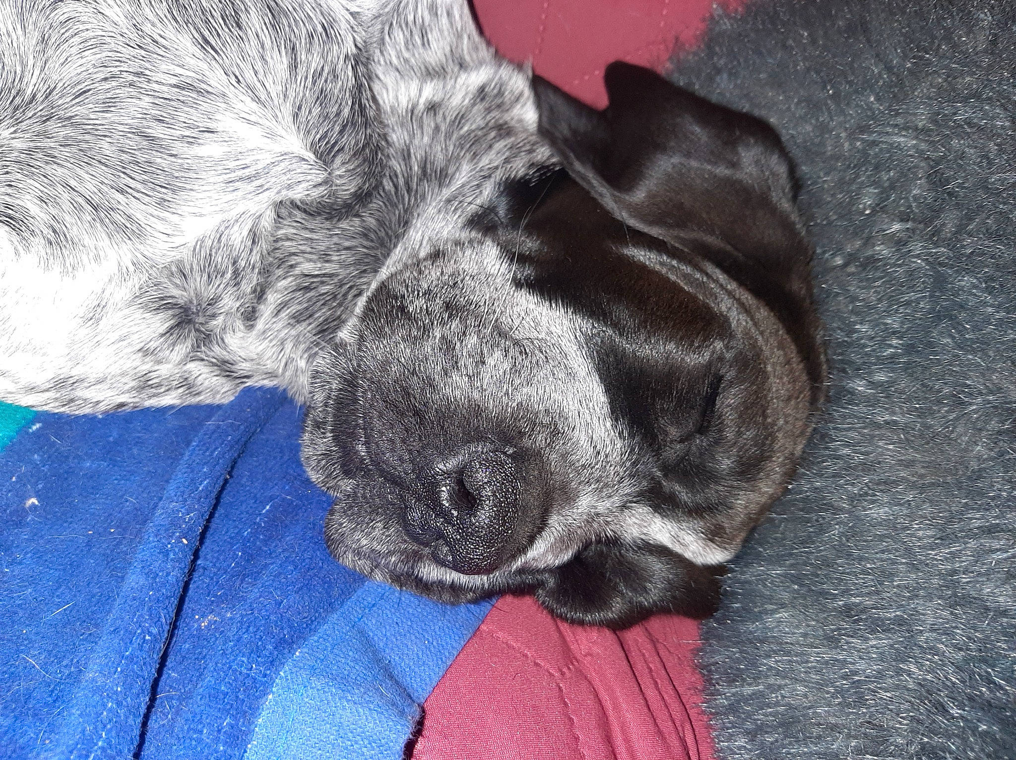 Talia a rejoint le concours — aidez-le/la à gagner de superbes lots ! borador, canidae, carnivore, claw, companion_dog, dog, dog_breed, electric_blue, fawn, fur, gesture, grey, guard_dog, liver, paw, sporting_group, terrestrial_animal, whiskers, working_animal, wrinkle