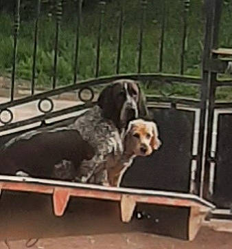 Talia a rejoint le concours — aidez-le/la à gagner de superbes lots ! automotive_exterior, bumper, canidae, carnivore, collar, companion_dog, dog, dog_breed, dog_collar, dog_supply, fawn, fence, gun_dog, metal, pet_supply, plant, rectangle, sporting_group, wood, working_animal