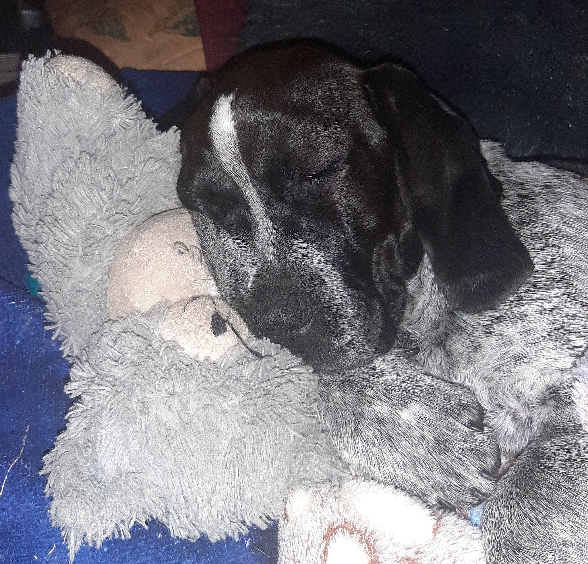 Talia a rejoint le concours — aidez-le/la à gagner de superbes lots ! canidae, carnivore, claw, comfort, companion_dog, dog, dog_breed, fawn, fur, grey, liver, monochrome_photography, nap, non_sporting_group, paw, puppy, snout, sporting_group, tail, working_animal