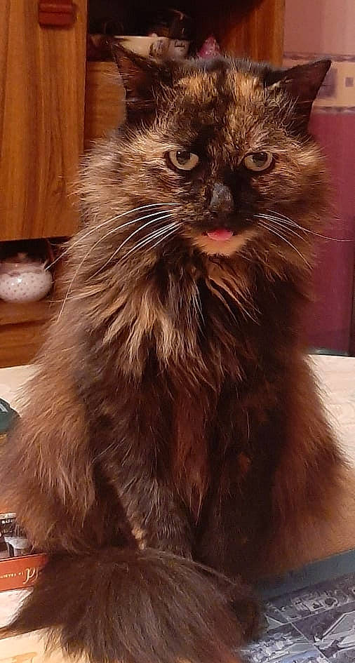 Boubouille a rejoint le concours — aidez-le/la à gagner de superbes lots ! british_longhair, carnivore, cat, claw, domestic_short_haired_cat, fawn, felidae, flooring, fur, hardwood, paw, plant, small_to_medium_sized_cats, snout, tail, whiskers, window