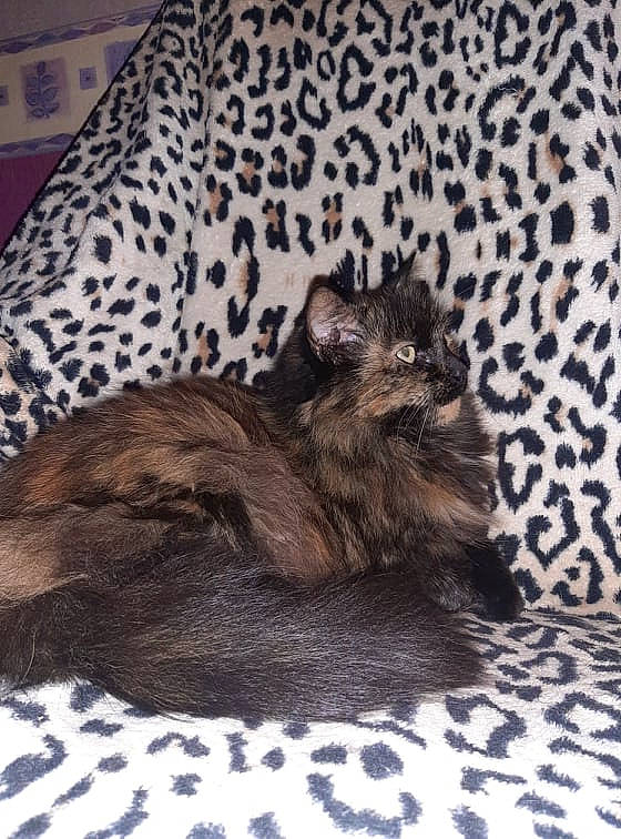 Boubouille participe au concours pour gagner de l'argent avec cette photo : black_cat, carnivore, cat, claw, comfort, dog_breed, domestic_short_haired_cat, felidae, fur, grey, linens, nap, pattern, paw, room, sleep, small_to_medium_sized_cats, tail, terrestrial_animal, whiskers