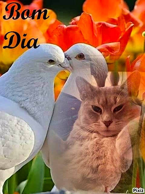 Ruby a rejoint le concours — aidez-le/la à gagner de superbes lots ! adaptation, beak, bird, cat, feather, felidae, flower, font, gesture, grass, greeting, happy, morning, organism, petal, photo_caption, plant, tail, wildlife, wing