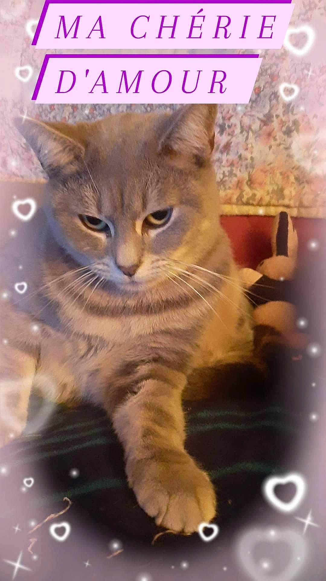 Ruby a rejoint le concours — aidez-le/la à gagner de superbes lots ! carnivore, cat, claw, domestic_short_haired_cat, fawn, felidae, font, fur, gesture, organism, paw, photo_caption, small_to_medium_sized_cats, snout, tail, terrestrial_animal, whiskers, wildlife