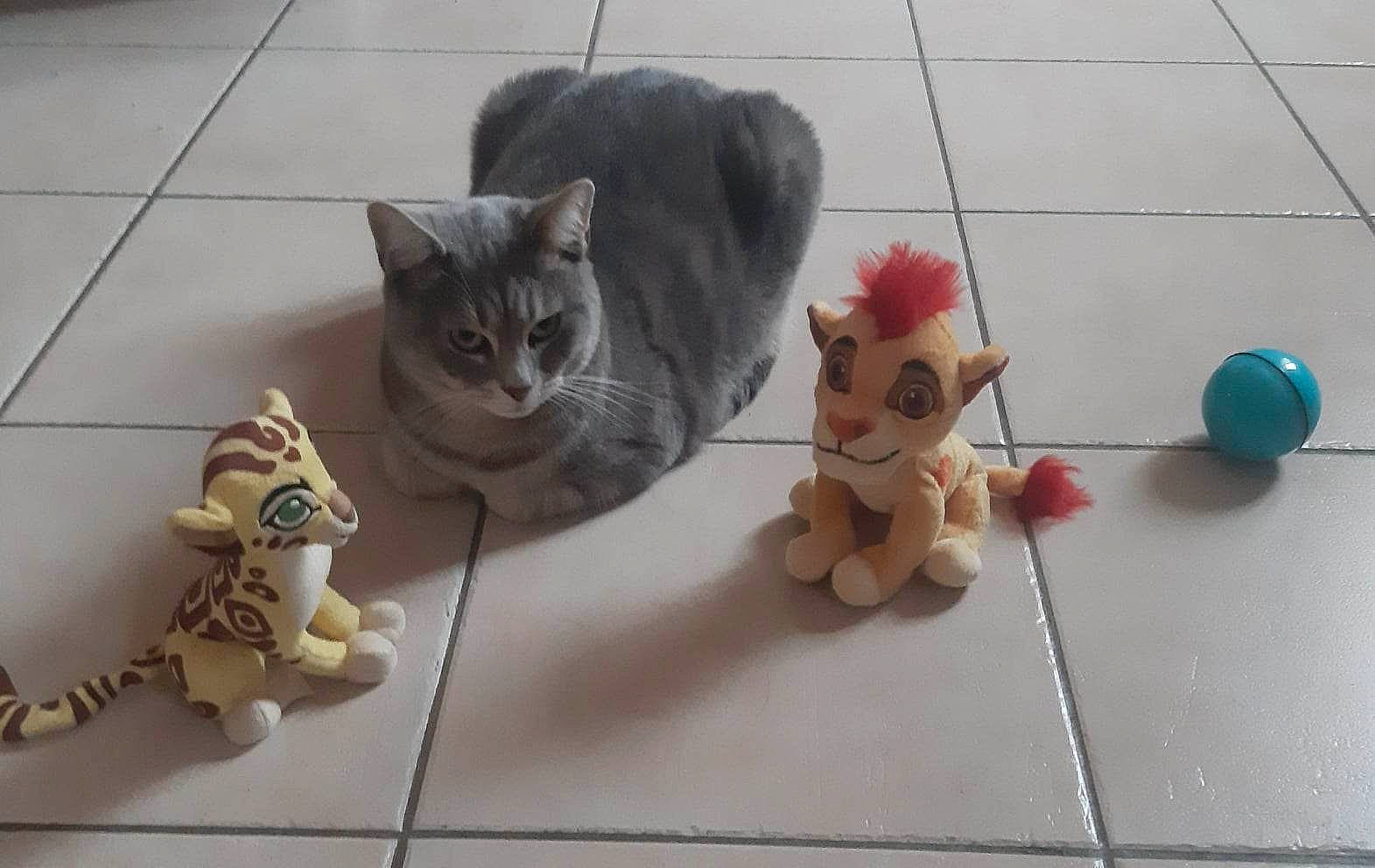 Ruby participe au concours pour gagner de l'argent avec cette photo : art, baby_toys, carnivore, cat, cat_toy, domestic_short_haired_cat, fawn, felidae, flooring, fur, paw, pet_supply, room, small_to_medium_sized_cats, stuffed_toy, tail, toy, vertebrate, whiskers, wood