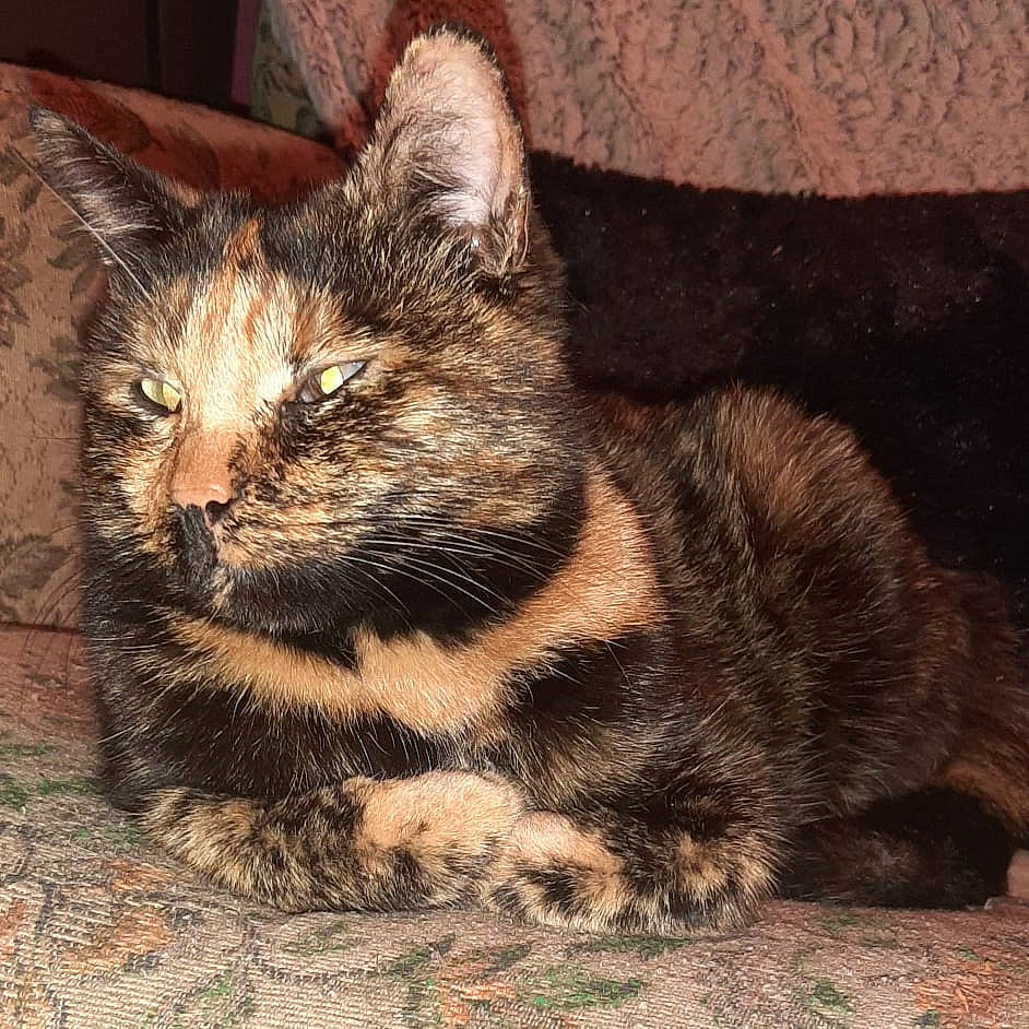 Onaya a rejoint le concours — aidez-le/la à gagner de superbes lots ! carnivore, cat, claw, domestic_short_haired_cat, eye, felidae, fur, grass, paw, sitting, sleep, small_to_medium_sized_cats, snout, soil, tail, terrestrial_animal, whiskers, wildlife, window