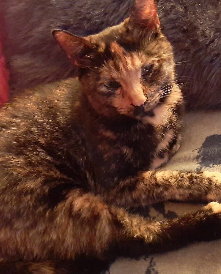 Onaya a rejoint le concours — aidez-le/la à gagner de superbes lots ! carnivore, cat, claw, domestic_short_haired_cat, eye, fawn, felidae, fur, iris, night, paw, photo_caption, sitting, small_to_medium_sized_cats, snout, tail, terrestrial_animal, whiskers, wildlife, wood