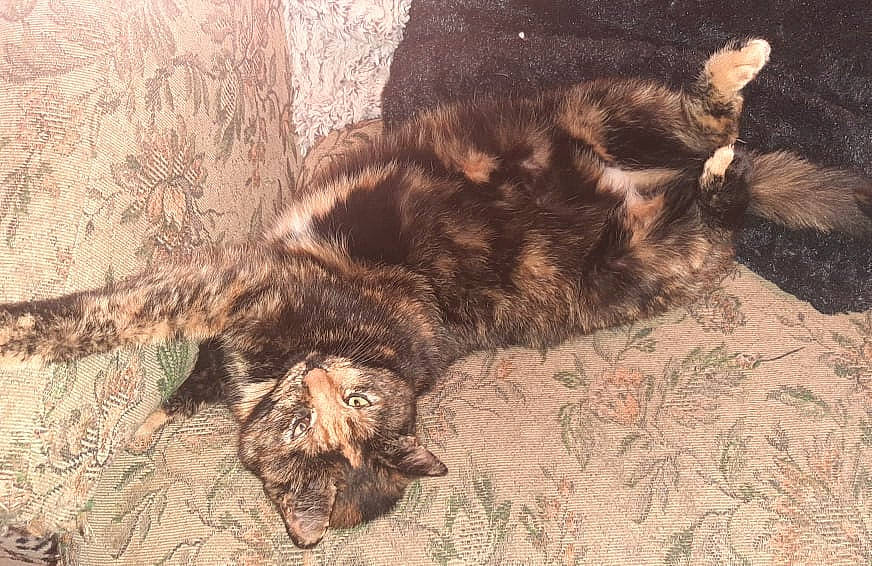 Onaya participe au concours pour gagner de l'argent avec cette photo : brown, carnivore, cat, claw, comfort, domestic_short_haired_cat, felidae, fur, liver, nap, paw, sleep, small_to_medium_sized_cats, snout, tail, terrestrial_animal, whiskers, wildlife, wood