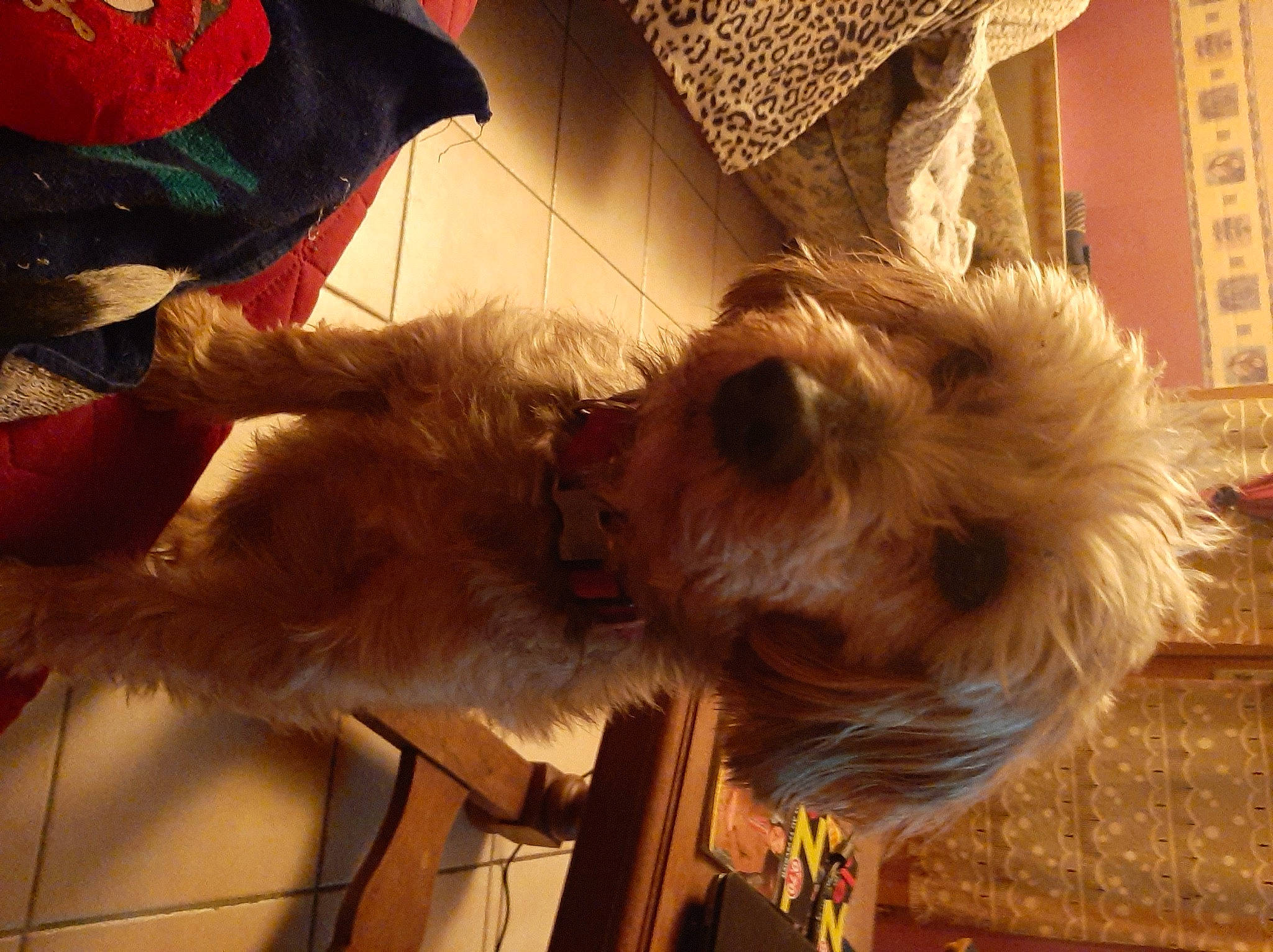 Bibi participe au concours pour gagner de l'argent avec cette photo : canidae, carnivore, clock, companion_dog, dog, dog_breed, dog_collar, fawn, fur, schnauzer, small_terrier, snout, sporting_group, terrier, toy_dog, whiskers, wood, working_animal