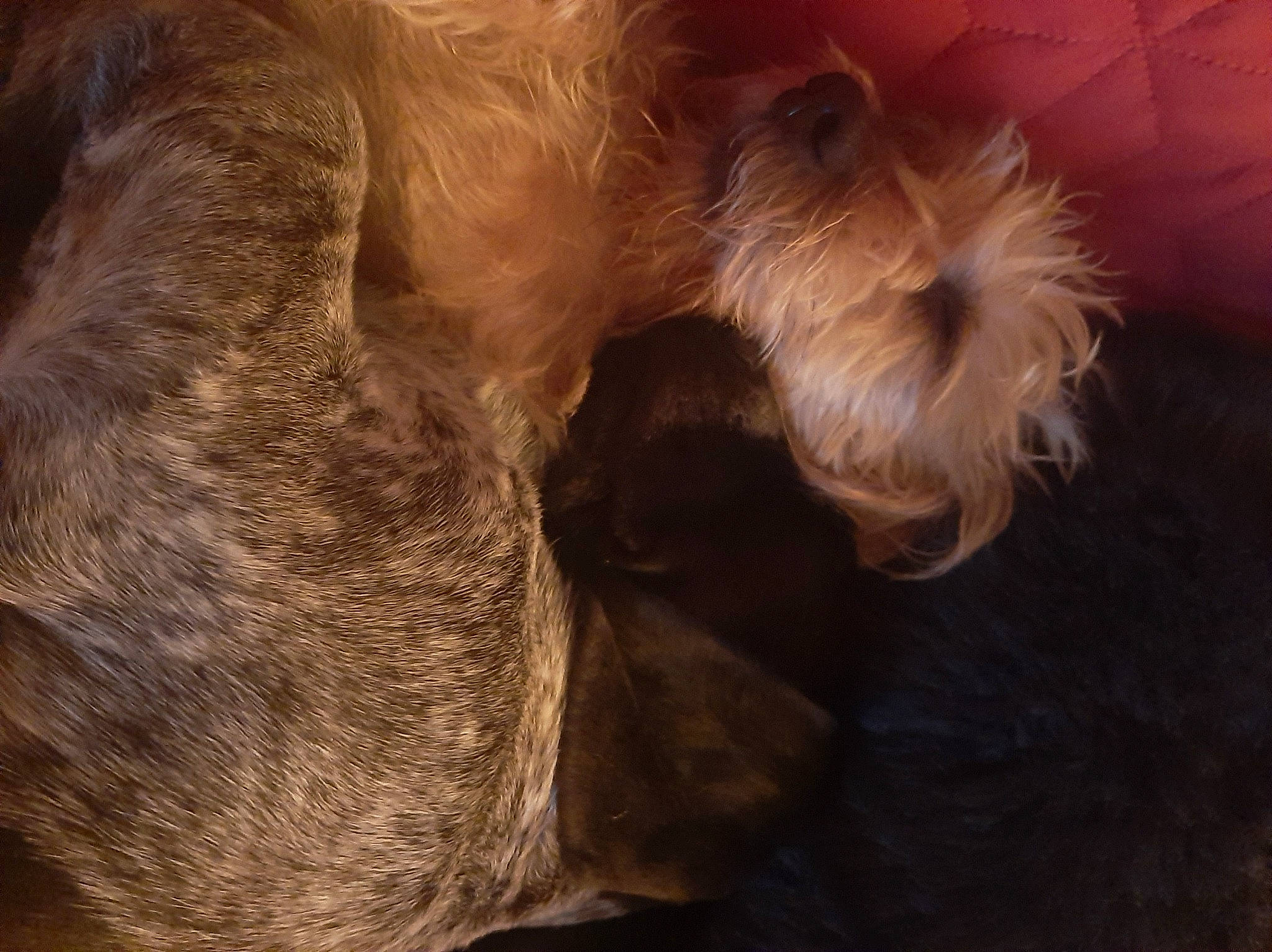 Bibi a rejoint le concours — aidez-le/la à gagner de superbes lots ! canidae, carnivore, cloud, companion_dog, dog, dog_breed, ear, fawn, fur, liver, nap, paw, snout, sporting_group, tail, terrestrial_animal, terrier, toy_dog, whiskers, working_animal