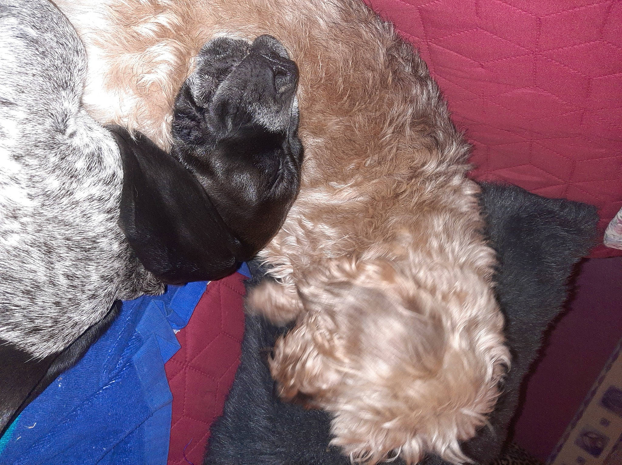 Bibi a rejoint le concours — aidez-le/la à gagner de superbes lots ! canidae, carnivore, comfort, companion_dog, dog, dog_breed, dog_collar, dog_supply, fur, labradoodle, liver, non_sporting_group, pet_supply, snout, spaniel, sporting_group, tail, terrier, working_animal