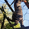 adventure, animal, blue_sky, branch, cat, chicken_wire, climbing, curious, daylight, green_foliage, nature, outdoor, pet, playful, sky, stripes, sunlight, tabby_cat, tree, wooden_frame