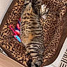 Simba a rejoint le concours — aidez-le/la à gagner de superbes lots ! animal, cat, corner, cozy, domestic_cat, feathers, feline, foot, home, indoor, leopard_print, paw, pet_bed, relaxed, resting, sleeping, striped, tabby, tile_floor, toy