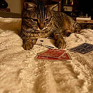 Simba participe au concours pour gagner de l'argent avec cette photo : animal, blanket, brown, cat, closeup, cozy, curious, feline, fur, game, home, indoor, paws, pet, playing_cards, relaxing, soft_texture, striped, tabby_cat, table