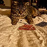 animal, blanket, brown, cat, closeup, cozy, curious, feline, fur, game, home, indoor, paws, pet, playing_cards, relaxing, soft_texture, striped, tabby_cat, table