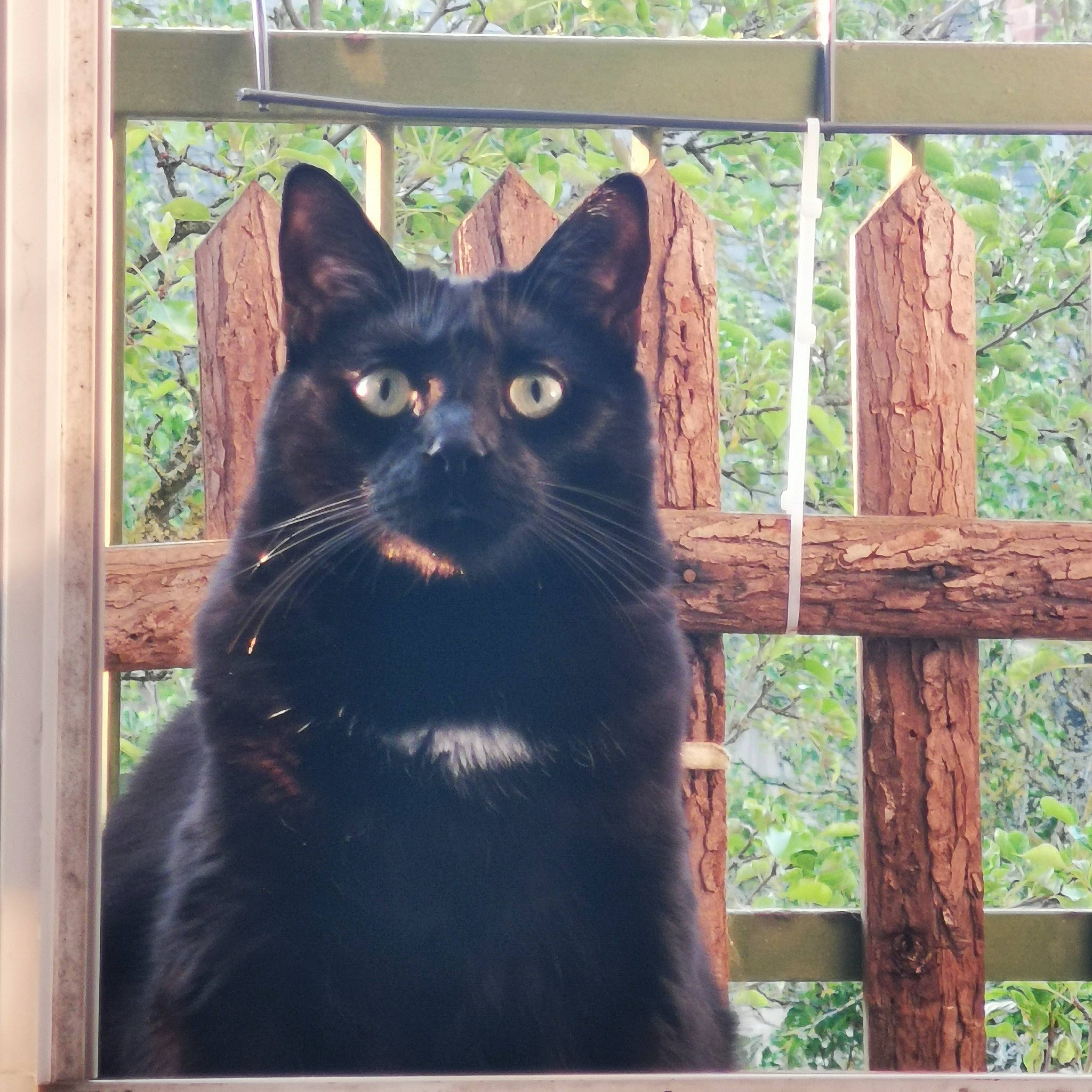 Vador participe au concours pour gagner de l'argent avec cette photo : black_cat, bombay, carnivore, cat, domestic_short_haired_cat, door, felidae, fence, fur, grass, metal, plant, rectangle, small_to_medium_sized_cats, tail, terrestrial_animal, tree, whiskers, window, wood