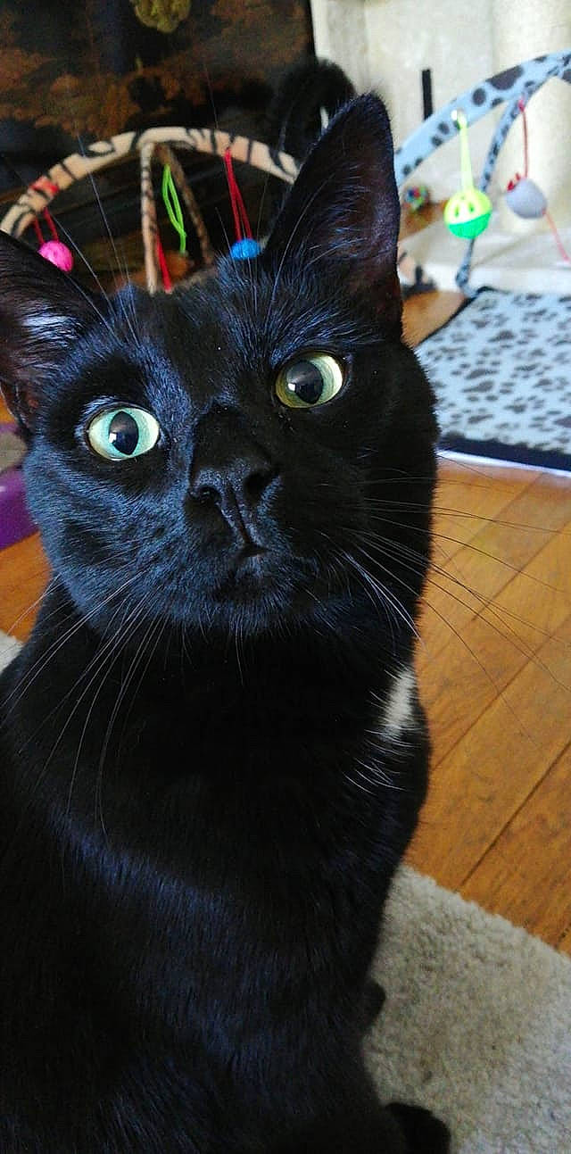 Vador participe au concours pour gagner de l'argent avec cette photo : black_cat, bombay, carnivore, cat, computer_keyboard, domestic_short_haired_cat, electric_blue, felidae, flooring, fur, hardwood, input_device, small_to_medium_sized_cats, snout, terrestrial_animal, tile_flooring, whiskers, wood