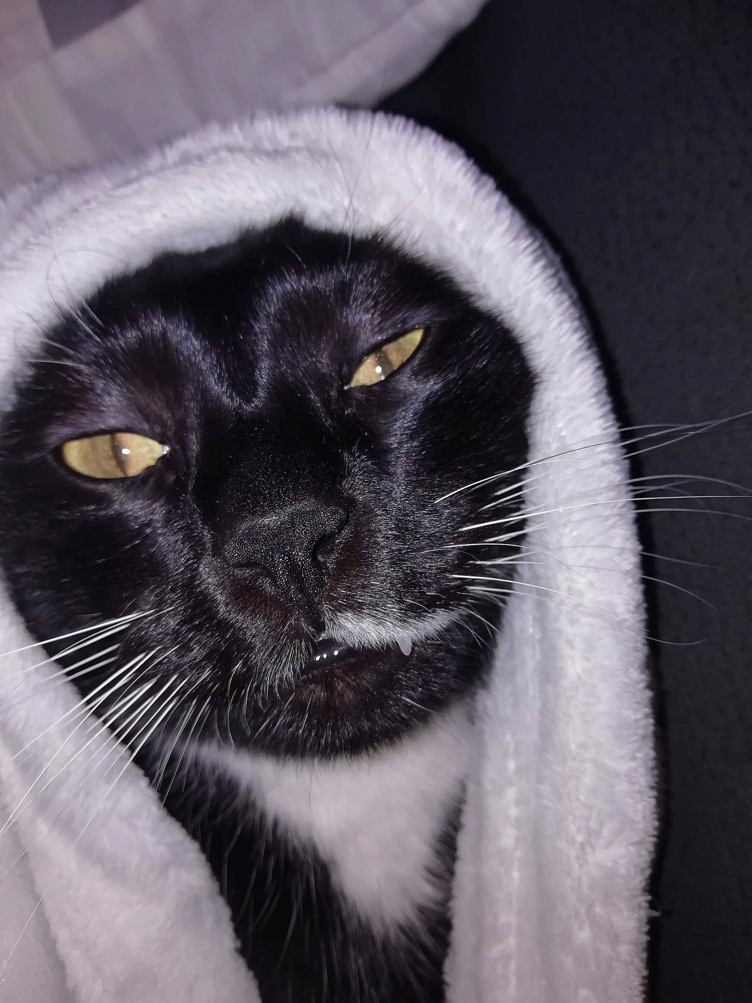 Gus a rejoint le concours — aidez-le/la à gagner de superbes lots ! black_cat, carnivore, cat, close_up, domestic_short_haired_cat, eye, felidae, fur, human_body, mammal, monochrome_photography, small_to_medium_sized_cats, snout, tail, terrestrial_animal, whiskers