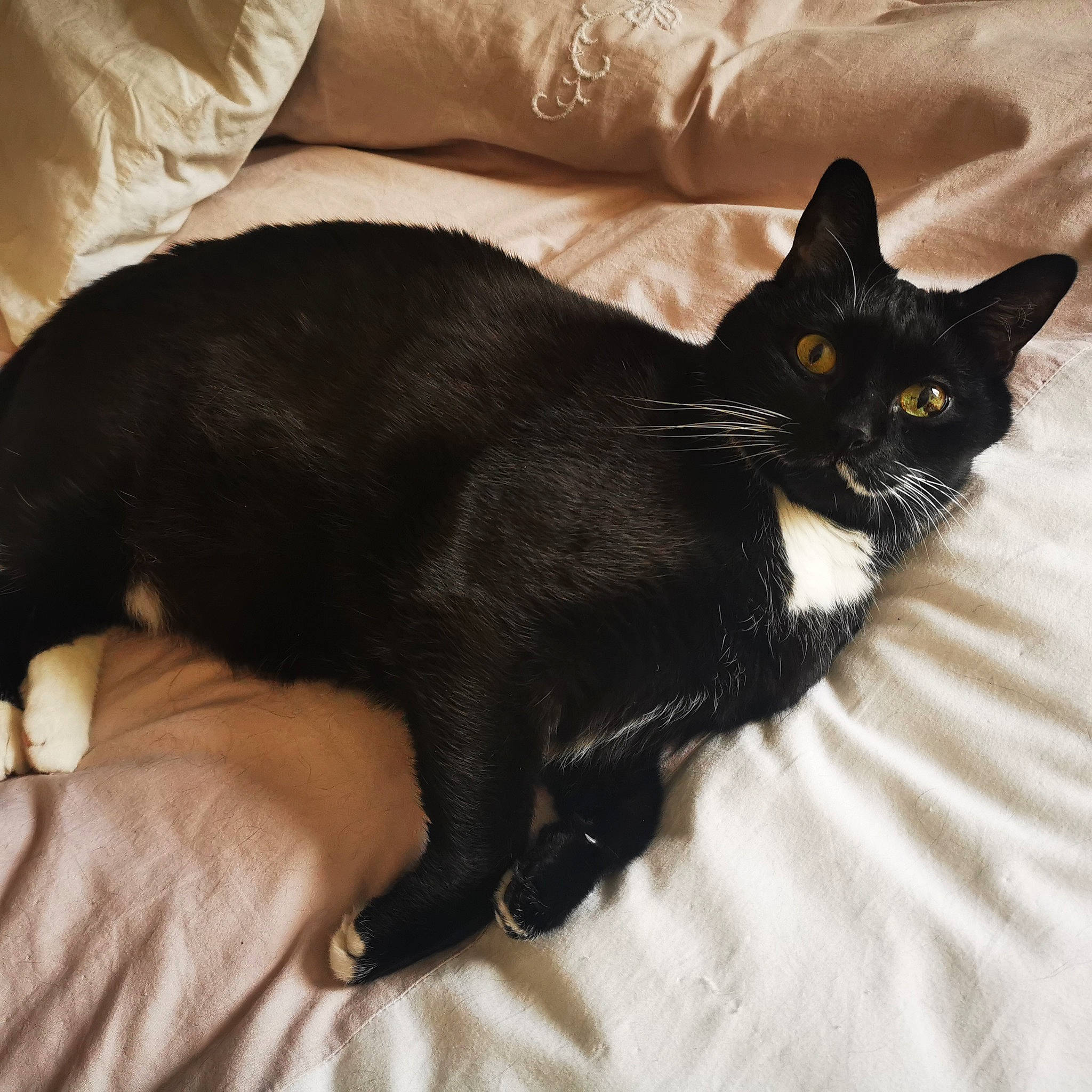 Gus a rejoint le concours — aidez-le/la à gagner de superbes lots ! black_cat, bombay, carnivore, cat, claw, comfort, couch, domestic_short_haired_cat, felidae, fur, linens, mammal, paw, small_to_medium_sized_cats, snout, tail, terrestrial_animal, vertebrate, whiskers