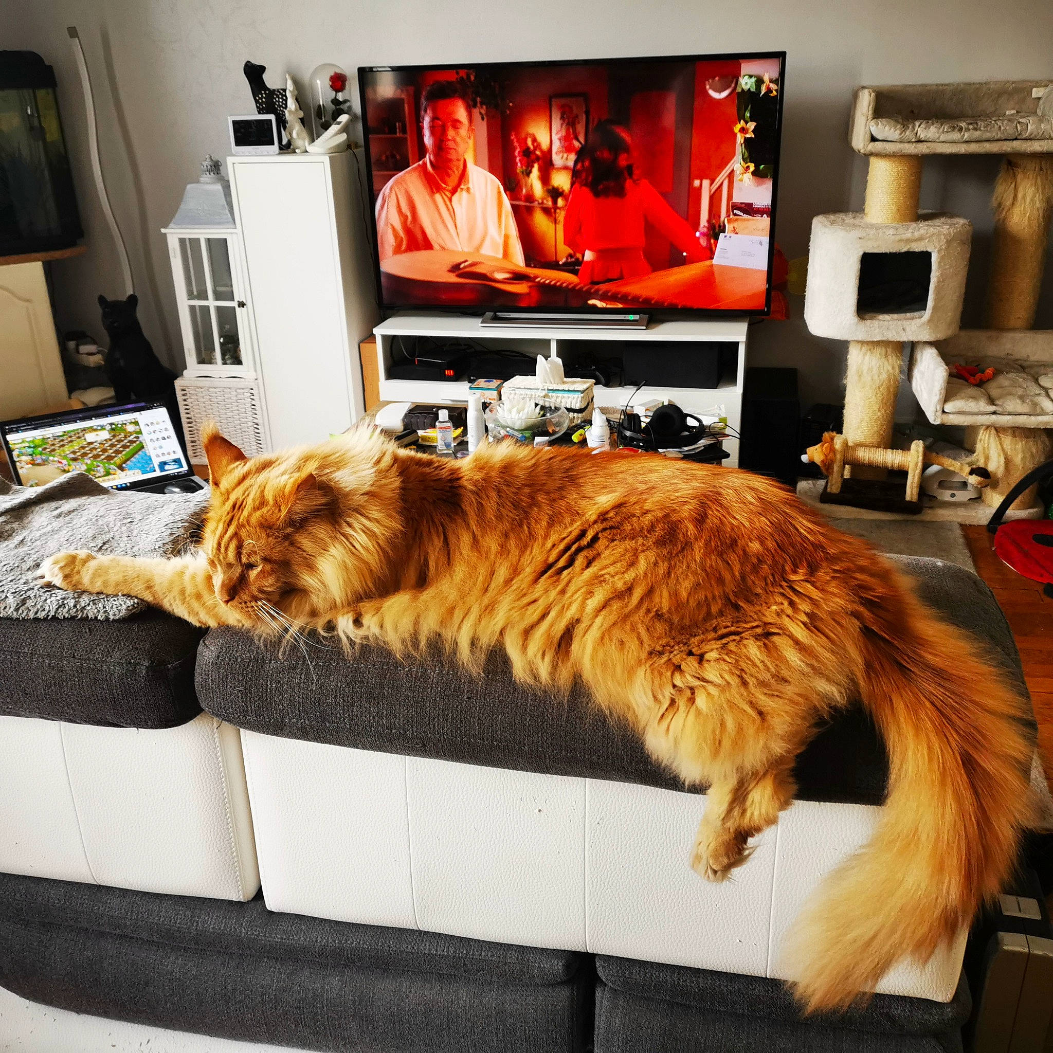 O'Malley a rejoint le concours — aidez-le/la à gagner de superbes lots ! bed, carnivore, cat, comfort, companion_dog, fawn, felidae, fur, home_appliance, lamp, metal, picture_frame, rectangle, room, small_to_medium_sized_cats, tail, television, television_set, whiskers, wood