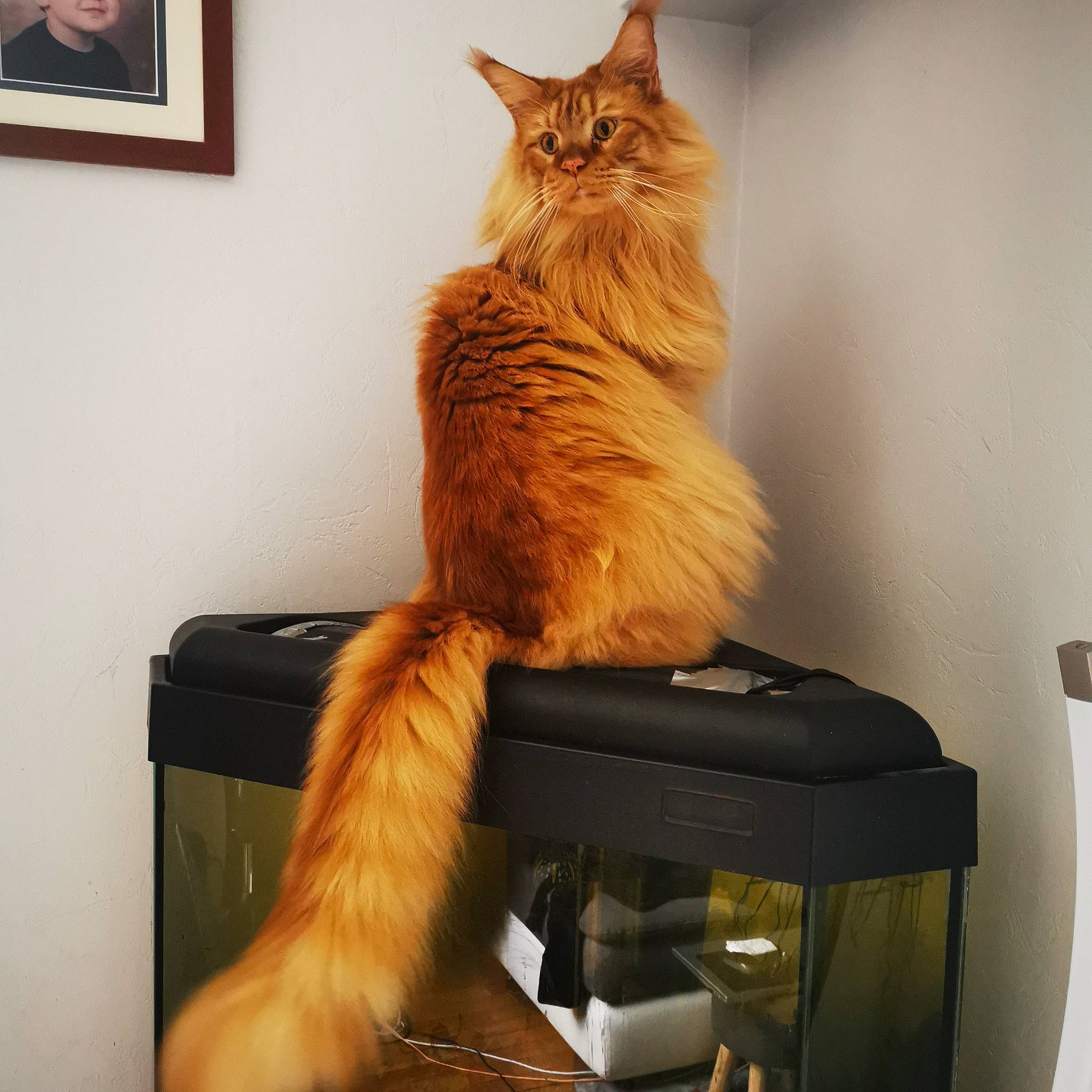 O'Malley participe au concours pour gagner de l'argent avec cette photo : bag, box, carnivore, cat, claw, comfort, domestic_short_haired_cat, drawer, fawn, felidae, fur, maine_coon, picture_frame, room, shelf, shoulder, small_to_medium_sized_cats, tail, whiskers, wood
